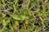 Poecilimon mytilenensis: Female (Greece, Lesbos Island, Vasilika, mid-May 2019) [N]